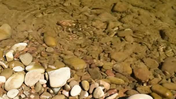 Fish ablet in clear water — Stock Video