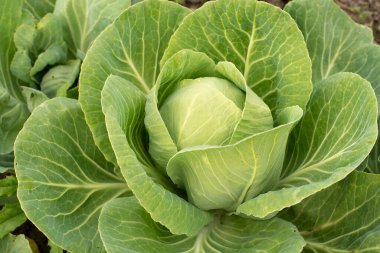 Sebze bahçesinde lahana başı büyüyor.