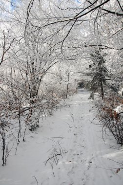 Kış manzarası. Kış yol kapalı kar ormandaki