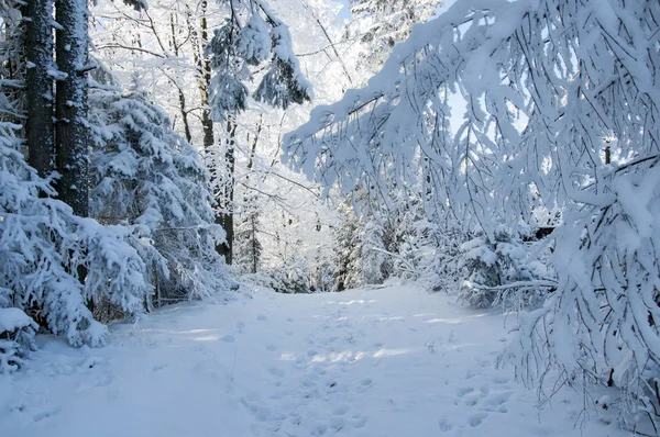 Paisaje Invernal Camino Invierno Frentes Nieve Cubiertos —  Fotos de Stock