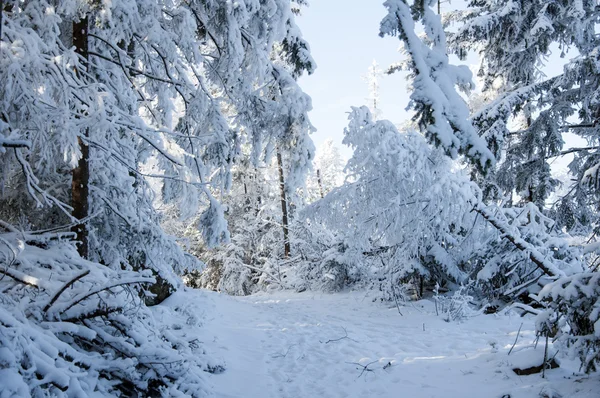 Camino Invierno Bosque Cubierto Nieve —  Fotos de Stock