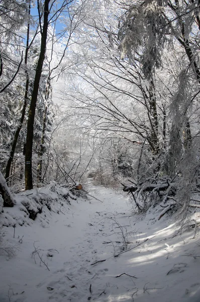 Paisaje Invernal Camino Invierno Bosque Cubierto Nieve —  Fotos de Stock