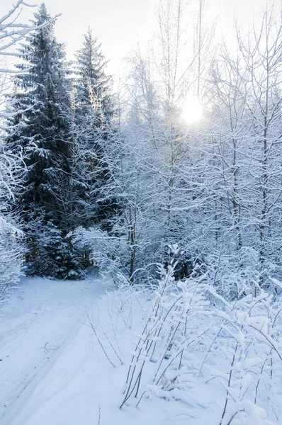 Paisaje Invernal Camino Invierno Bosque Cubierto Nieve —  Fotos de Stock