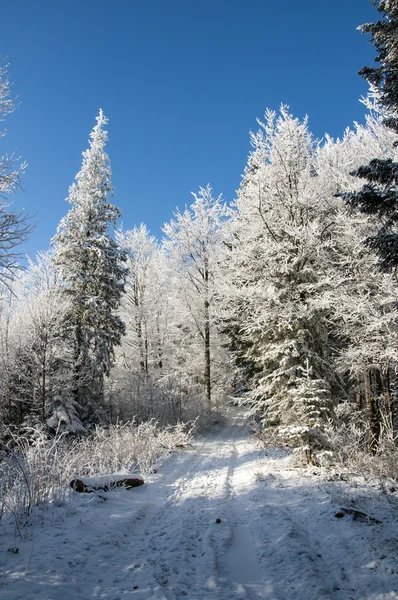 Paisaje Invernal Camino Invierno Bosque Cubierto Nieve —  Fotos de Stock