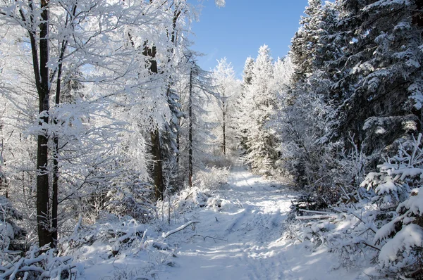 Paisaje Invernal Camino Invierno Bosque Cubierto Nieve —  Fotos de Stock