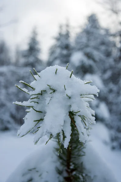 Sfondo Invernale Con Abeti Innevati Montagna — Foto Stock