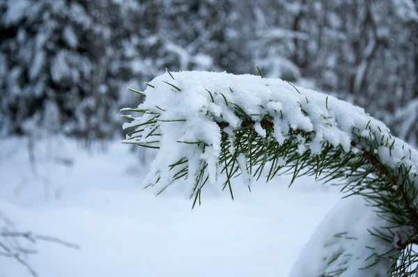 Zima Tle Ośnieżone Jodły Górach — Zdjęcie stockowe