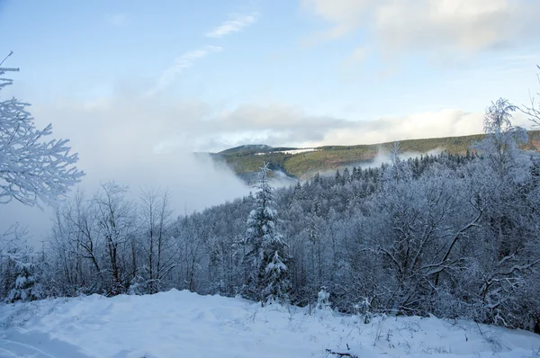 Fundo Inverno Com Abetos Nevados Nas Montanhas — Fotografia de Stock