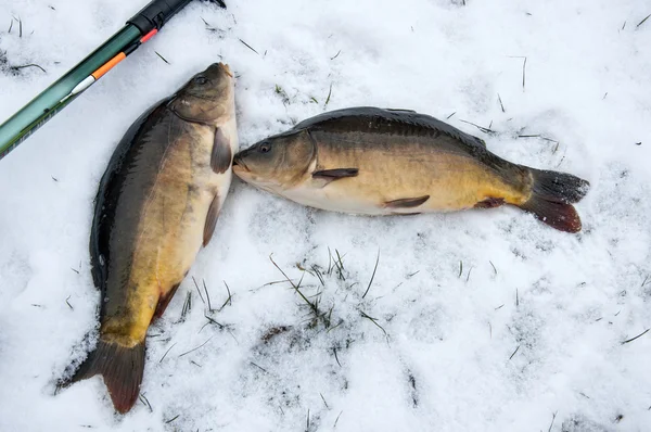 Fishing in winter carp caught in the snow