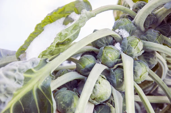 Rosenkohl Sprießt Auf Schneebedecktem Feld — Stockfoto