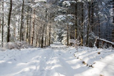 Kış yol kapalı kar ormandaki