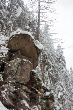 kış arka plan dağlar karlı köknar ağaçlarıyla