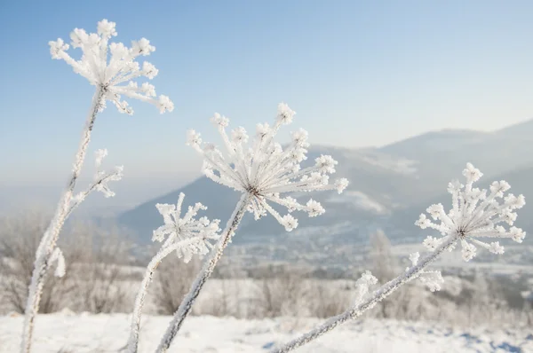 Zima w górach, koper pokryte mróz — Zdjęcie stockowe