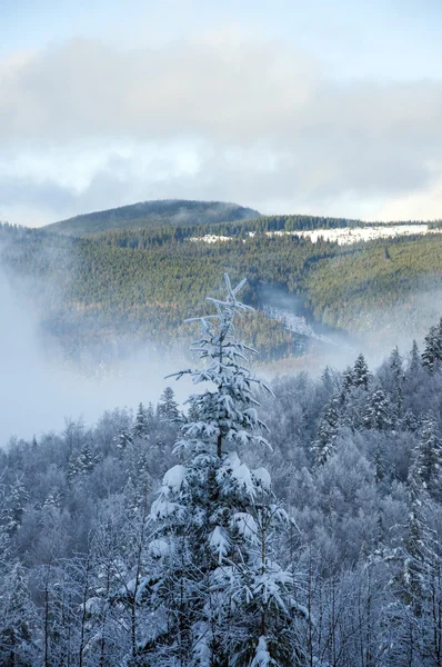 山上雪杉木的冬季背景 — 图库照片