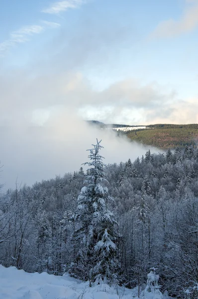 Fond d'hiver avec sapins neigeux — Photo