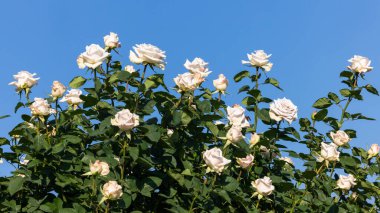 Dağ gül bahçesinde çiçeklenen güzel güller, yamaçta açan güller yeşil dağ ve mavi gökyüzü, çiçeklerle dolu güller..