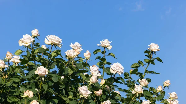 Dağ gül bahçesinde çiçeklenen güzel güller, yamaçta açan güller yeşil dağ ve mavi gökyüzü, çiçeklerle dolu güller..