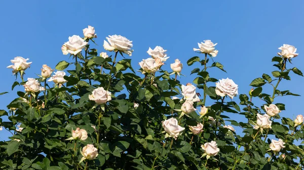 Dağ gül bahçesinde çiçeklenen güzel güller, yamaçta açan güller yeşil dağ ve mavi gökyüzü, çiçeklerle dolu güller..