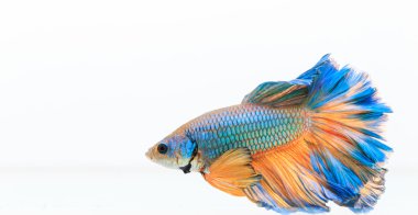 Siyam mücadele balık, Betta splendens