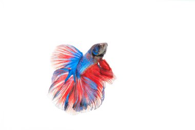 Siyam mücadele balık, Betta splendens