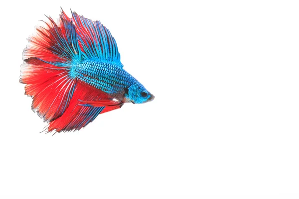 Peixe de combate siamês, Betta splendens — Fotografia de Stock