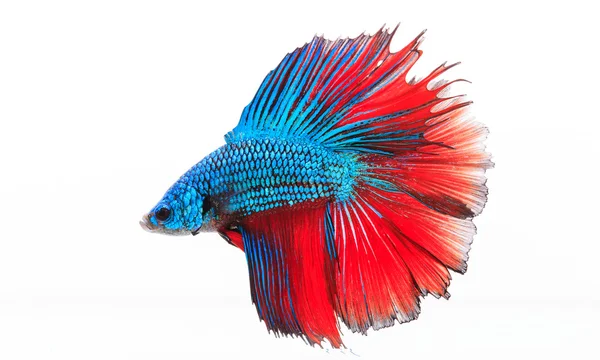 Peixe de combate siamês, Betta splendens — Fotografia de Stock