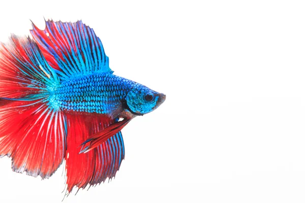 Siamesischer Kampffisch, betta splendens — Stockfoto