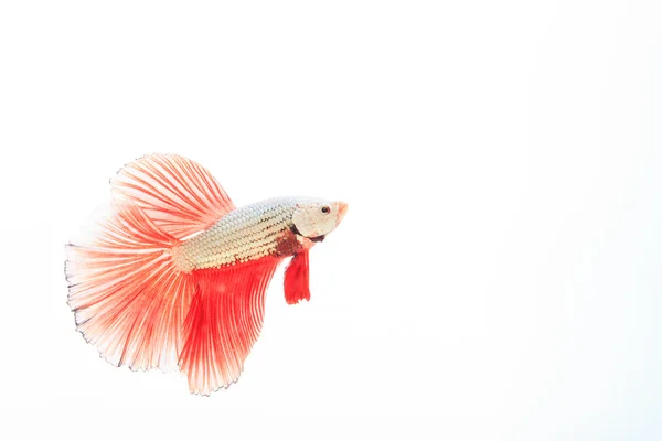 Сиамская бойцовая рыба Betta splendens — стоковое фото