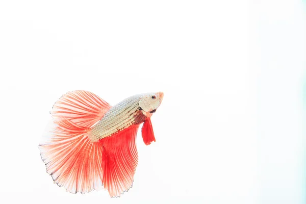 Siamesischer Kampffisch, betta splendens — Stockfoto