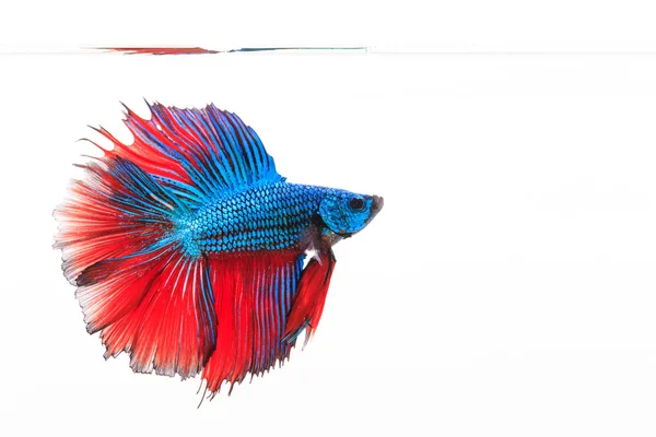 Сиамская бойцовая рыба Betta splendens — стоковое фото