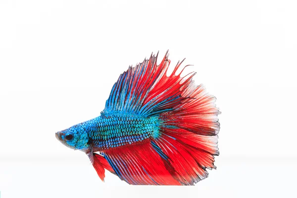 Siamesischer Kampffisch, betta splendens — Stockfoto