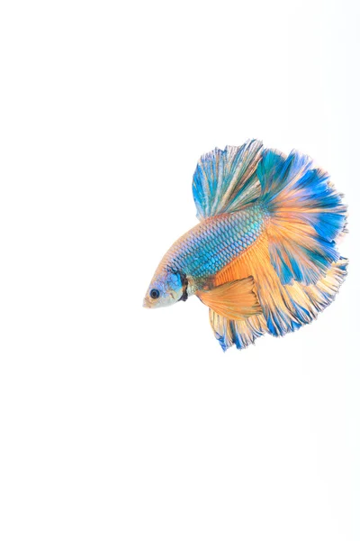 Peixe de combate siamês, Betta splendens — Fotografia de Stock