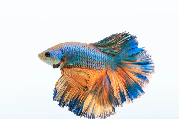 Siamesischer Kampffisch, betta splendens — Stockfoto