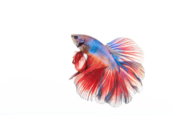 Siamesischer Kampffisch, betta splendens — Stockfoto