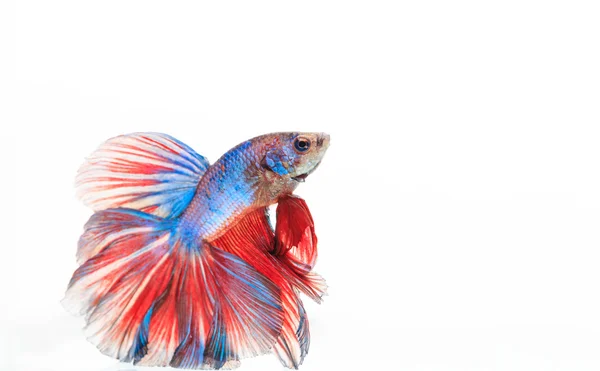 Peixe de combate siamês, Betta splendens — Fotografia de Stock