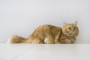 Şirin kahverengi kedi evde beslenen hayvan oturma, sevimli yavru kedi kameraya bakıyor. Beyaz arka plan üzerinde uzun atış tam vücut kedi izole tüylü memeli