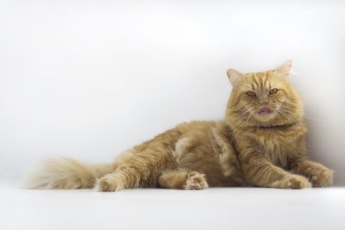 Şirin kahverengi kedi evde beslenen hayvan oturma, sevimli yavru kedi kameraya bakıyor. Beyaz arka plan üzerinde uzun atış tam vücut kedi izole tüylü memeli