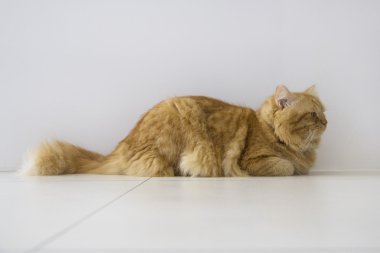 Şirin kahverengi kedi evde beslenen hayvan oturma, sevimli yavru kedi kameraya bakıyor. Beyaz arka plan üzerinde uzun atış tam vücut kedi izole tüylü memeli