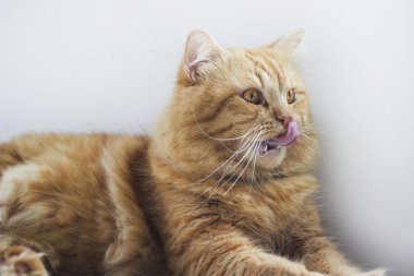 Şirin kahverengi kedi evde beslenen hayvan oturma, sevimli yavru kedi kameraya bakıyor. Beyaz arka plan üzerinde uzun atış tam vücut kedi izole tüylü memeli