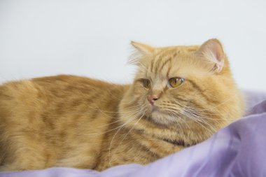 Şirin kahverengi kedi evde beslenen hayvan oturma, sevimli yavru kedi kameraya bakıyor. Beyaz arka plan üzerinde uzun atış tam vücut kedi izole tüylü memeli