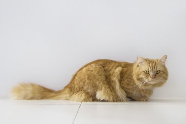 Şirin kahverengi kedi evde beslenen hayvan oturma, sevimli yavru kedi kameraya bakıyor. Beyaz arka plan üzerinde uzun atış tam vücut kedi izole tüylü memeli