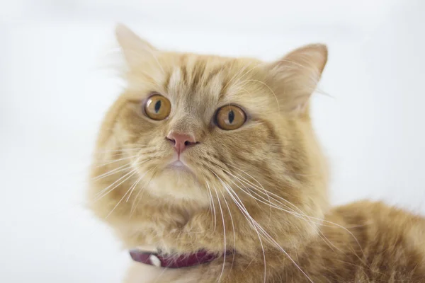 Aranyos barna macska kisállat ülő, aranyos cica keresi a kamera. szőrös emlős elszigetelt fehér background, hosszú lövés teljes test macska — Stock Fotó