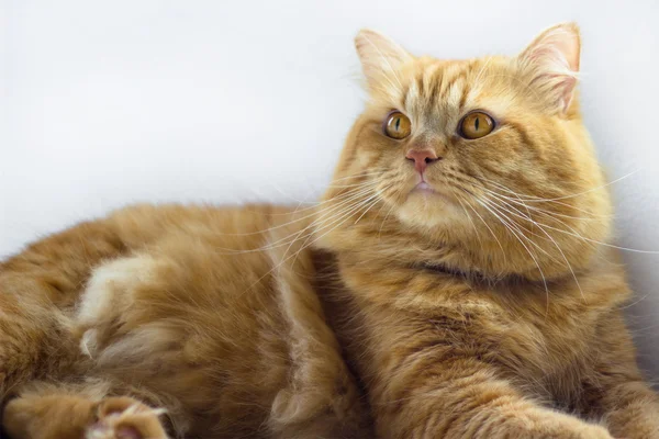 Aranyos barna macska kisállat ülő, aranyos cica keresi a kamera. szőrös emlős elszigetelt fehér background, hosszú lövés teljes test macska — Stock Fotó