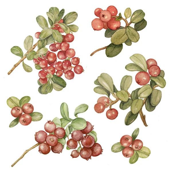 Akvarell minta áfonya minta cowberry — Stock Fotó