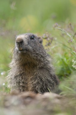 marmot the sentinel of the alpine meadows clipart