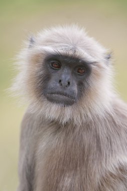 bir maymun Bandhavgarh parkta görünümünü 