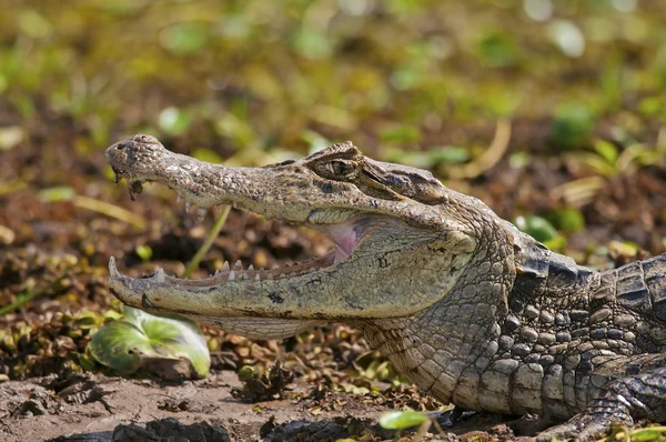 Close-up photo of an African crocodile — Stock Photo, Image