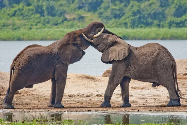 El beso entre un par de elefantes africanos — Foto de Stock
