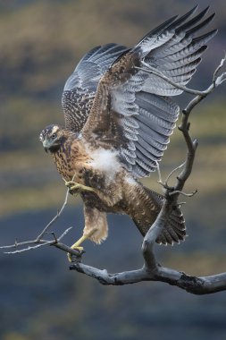Şahin kanat Patagonya'dal kurur
