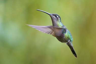 the flight of the hummingbird clipart
